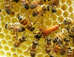 Dronning omgivet af arbejderbier