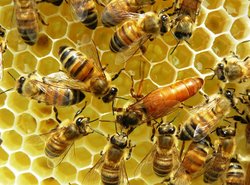 Dronning omgivet af arbejderbier