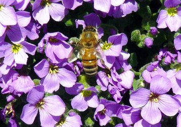Bien indsamler nektar