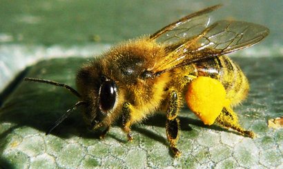 En bi med gule "bukser". Bien har indsamlet pollen, som den har sat i en en kurv på bagbenet