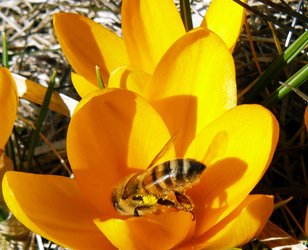 Bi, der indsamler pollen - bemærk de gule "bukser" på bagbenene