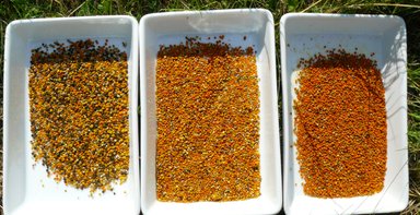 Pollen fra  indsamlet af bier i Letlands uberørte natur.  Frisk sending.