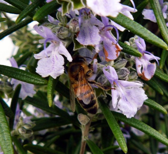 Bien indsamler nektar i rosmarin